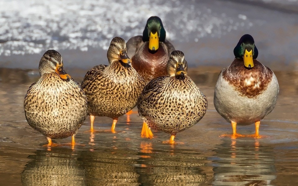ducks-royalpanda