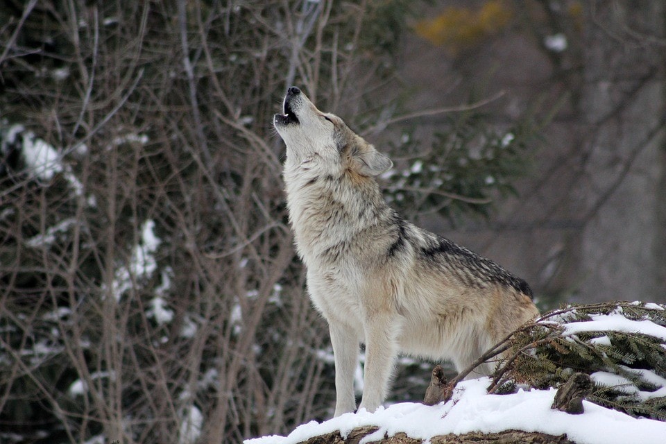 wolf-leovegas