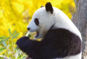 royal panda-microgaming